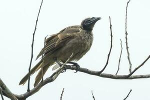 Helmeted Friarbird in Australia photo