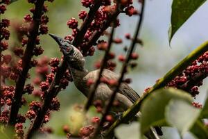 Helmeted Friarbird in Australia photo