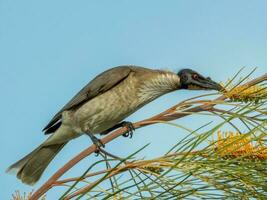 Noisy Friarbird in Australia photo