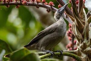 Helmeted Friarbird in Australia photo