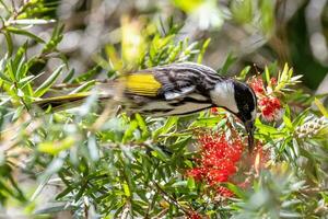 mejillas blancas pájaro azucar en Australia foto