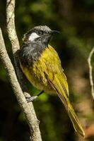 de orejas blancas pájaro azucar en Australia foto