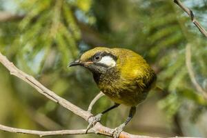 White-eared Honeyeater in Australia photo