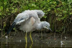 White-faced Heron in Australasia photo