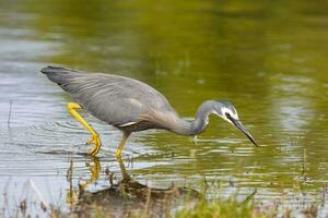 White-faced Heron in Australasia photo