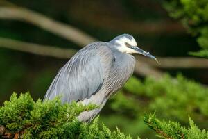 White-faced Heron in Australasia photo