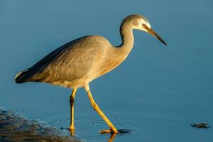 White-faced Heron in Australasia photo