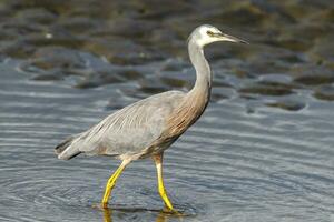 White-faced Heron in Australasia photo