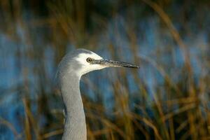 White-faced Heron in Australasia photo