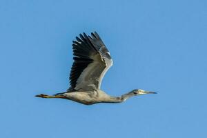 White-faced Heron in Australasia photo