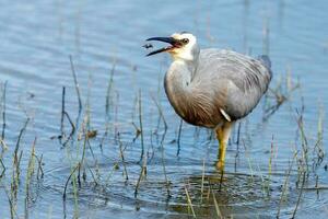 White-faced Heron in Australasia photo