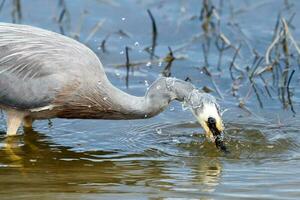 White-faced Heron in Australasia photo