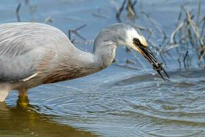 White-faced Heron in Australasia photo