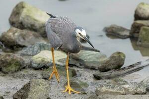 White-faced Heron in Australasia photo