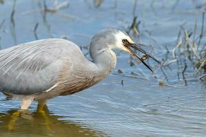 White-faced Heron in Australasia photo