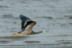 White-faced Heron in Australasia photo