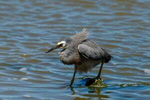 White-faced Heron in Australasia photo