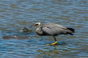 White-faced Heron in Australasia photo