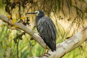 White-faced Heron in Australasia photo