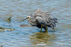 White-faced Heron in Australasia photo