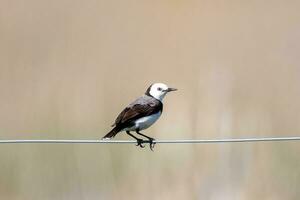 White-fronted Chat in Australia photo