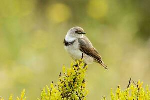 White-fronted Chat in Australia photo