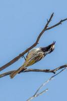 de frente blanca pájaro azucar en Australia foto