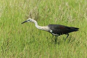 White-necked Heron in Australia photo