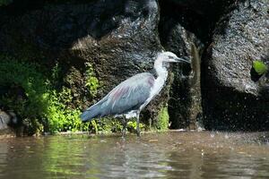 White-necked Heron in Australia photo