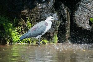 de cuello blanco garza en Australia foto