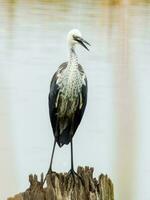 White-necked Heron in Australia photo