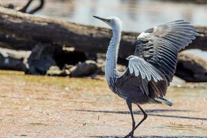 White-necked Heron in Australia photo