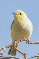 White-plumed Honeyeater in Australia photo