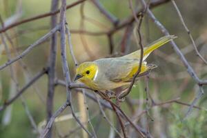 White-plumed Honeyeater in Australia photo