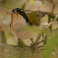 White-throated Honeyeater in Australia photo