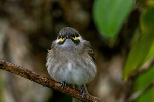 Yellow-faced Honeyeater in Australia photo