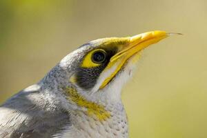 Yellow-throated Miner in Australia photo