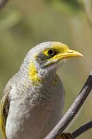 Yellow-throated Miner in Australia photo