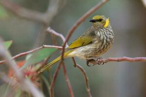 de plumas amarillas pájaro azucar en Australia foto