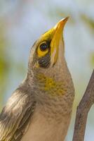 Yellow-throated Miner in Australia photo