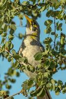 Yellow-throated Miner in Australia photo