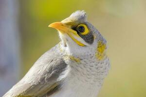 Yellow-throated Miner in Australia photo