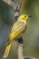 teñido de amarillo pájaro azucar en Australia foto