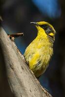 penacho amarillo pájaro azucar en Australia foto