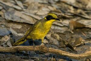 penacho amarillo pájaro azucar en Australia foto