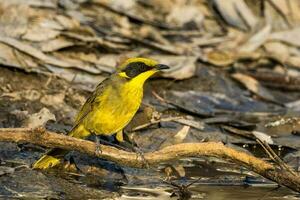 penacho amarillo pájaro azucar en Australia foto