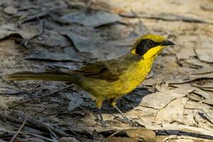 Yellow-tufted Honeyeater in Australia photo