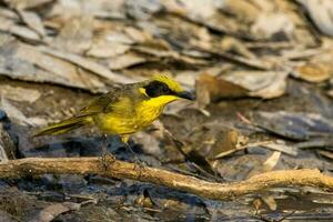 Yellow-tufted Honeyeater in Australia photo