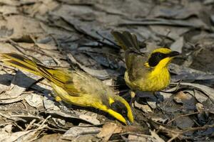 penacho amarillo pájaro azucar en Australia foto