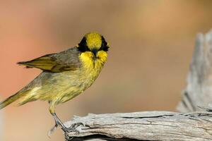 penacho amarillo pájaro azucar en Australia foto